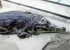 動物図鑑・マレーガビアルの写真 7